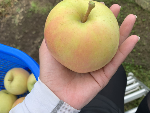 食欲の秋🍁青森りんご食べ比べセット🍎🍏