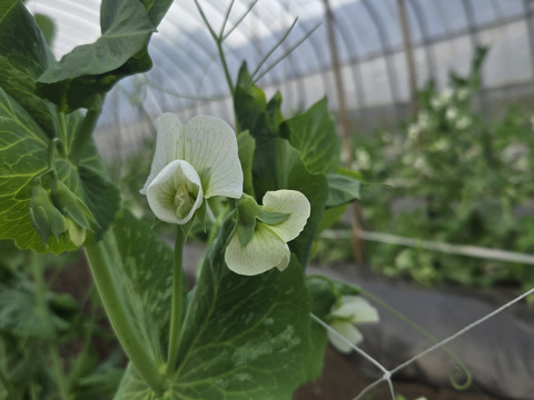 元気たっぷりスナップエンドウとベビーリーフ各500g
