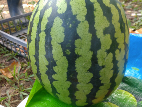 【単品🏣ゆうパック】スイカ🍉大玉🍉８キロサイズ☆大玉☆Ｌサイズ☆農薬、除草剤、化学肥料不使用🏣ゆうパック100サイズで発送☆
