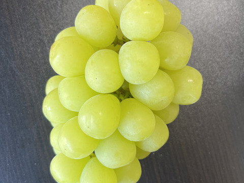 マスカサーティーン☆☆☆シャインマスカットよりさっぱり美味しい！お試しください(約1kg・2~3房)