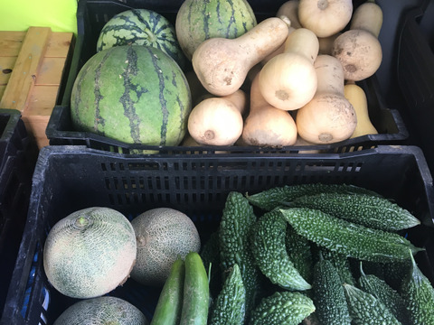 【予約割り中】【彩りセット】旬の野菜で美味しくモリモリ食べて健康に(2〜3人用)8〜10種【食べ比べセット】