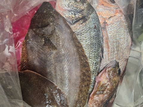 小豆島の海の恵み。旬のお魚お任せ鮮魚ハーフセット（５～７匹）