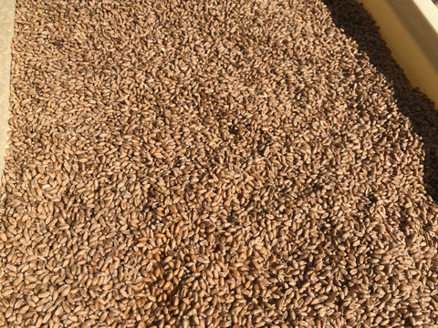 こんな小麦粉お目にかかれない⁉️
少量生産！安心安全 ！自家製粉 ！100%organic 全粒粉小麦粉 800g