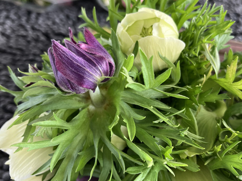 《アネモネ》12本束2セット
10日間の日持ちは当たり前💐