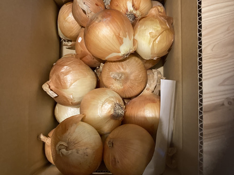 【特別価格】【訳あり】淡路島産玉ねぎ5kg