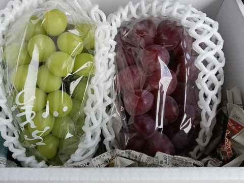 2色ぶどう食べ比べセット！　超希少新品種富士の輝、シャインマスカット