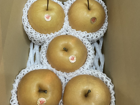 【贈答用】【5玉入】梨の王様「新高梨」食べ応え抜群！