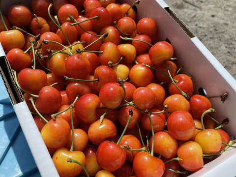 訳あり　山形県産　紅秀峰 Amazon.co.jp: 山形県産 ご家庭用 さくらんぼ 紅秀峰 1kg (M