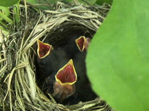 【とにかくシャキシャキ‼️】ゴールド二十世紀梨②✨️爽やかな甘みとシャキシャキジューシーで日持ち良し‼️贈答用約2.2kg(中玉7個入