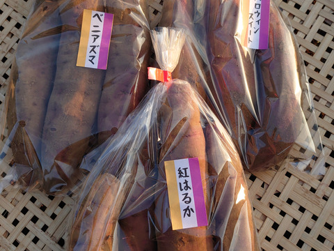 【農薬化学肥料不使用】さつまいも3種食べ比べ！ 「紅はるか」「ベニアズマ」「ハロウィンスイート」1ヶ月熟成 箱込み2kg