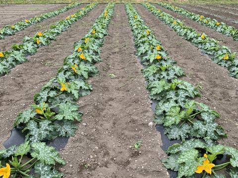 ズッキーニ2色セット　群馬県東吾妻町産　訳あり　1kg