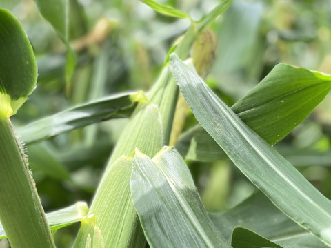 生も旨い！スイートコーン10本入（味来）