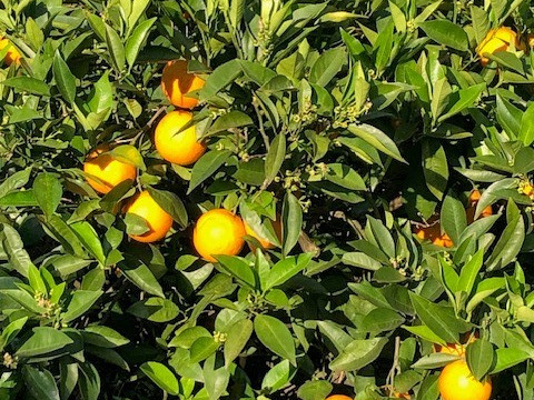【太陽の恵み♪】バレンシアオレンジ（家庭用）Mサイズ・5kg