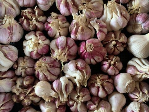 熊本県八代産　農薬不使用　　赤ニンニク100グラム