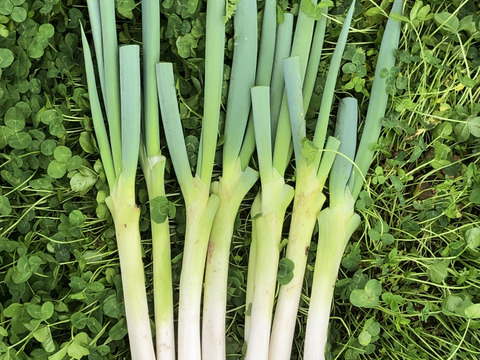 お買い得【農薬・化学肥料不使用栽培】青森県産　1/2カットネギ　4ｋｇ（太さ不揃い約40本：100サイズ便）