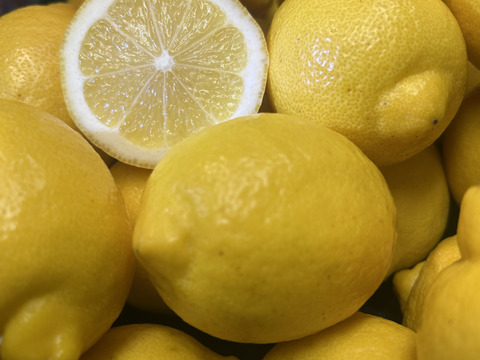 皮ごと食べれる朝採れイエローレモン2kg