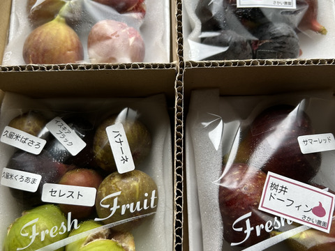 【9月中旬～10月発送分】完熟いちじく多品種盛り合わせ