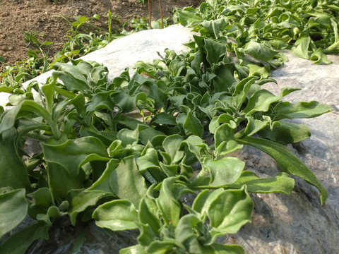 【まとめ買い用】アイスプラント 一本