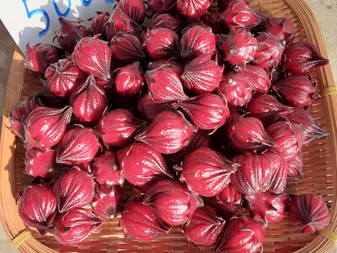 フレッシュ生ローゼル500ｇ