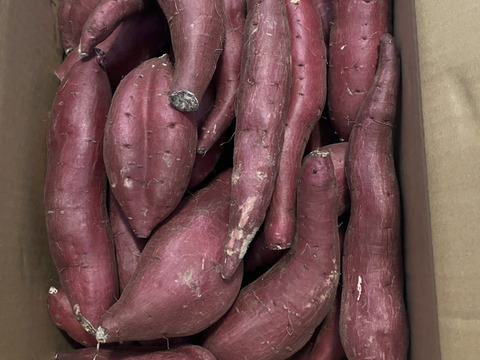 【今期最後】訳あり！　シルクスイート　10kg