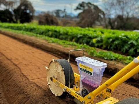 食べてびっくり！梨のような食感　与作大根！（自然栽培10㎏：約8～10本）