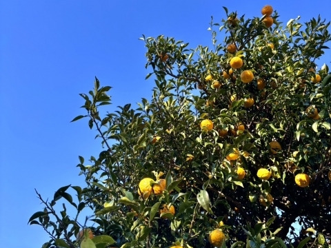 自然のままの栽培だからいい！香り高い柚子（ゆず）２キロ　冬至に！年末年始のごちそうに！