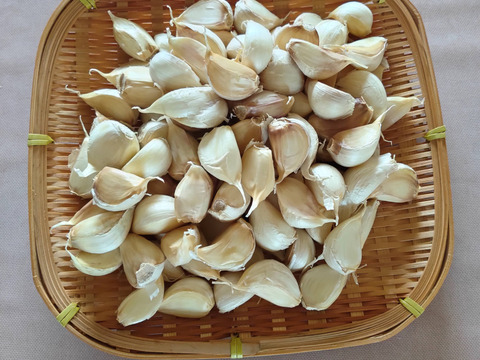 小粒バラにんにく家庭用600g 【北海道産・農薬不使用自家栽培】発酵調味料やオイル漬けにピッタリ！