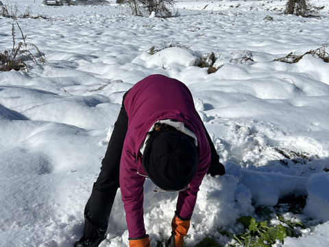 【自然栽培】会津伝統野菜含む5~8品目旬のお野菜セットMサイズ