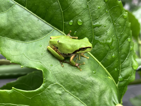 大分県玖珠郡産パッションフルーツ・りり恋【11～16個、贈答・ご自宅用】