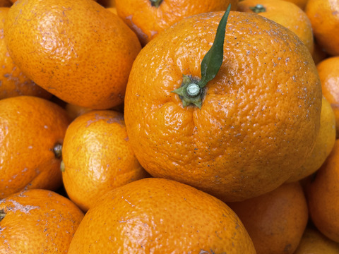 【柑橘食べ比べ】自然栽培 温州みかん（青島と古田）