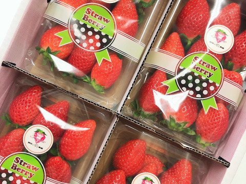 【今が旬】朝採りいちご☆甘くて美味しい☆やよいひめ☆