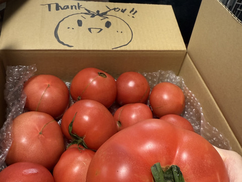 【訳アリB級品】ふぞろいのトマトたち【福岡県産桃太郎トマト】