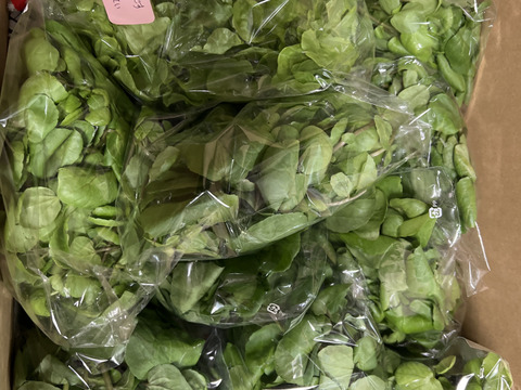 【農薬不使用】極上サラダクレソン（500g）最強スーパーフード