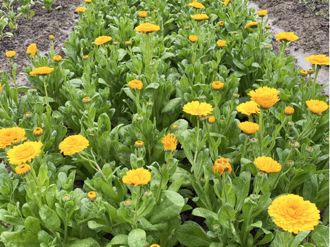 【キンセンカ／20本】素朴なかわいさが魅力のキンセンカ。見ているだけで元気がわいてくる一束です。実はこのお花、花もちがよくてとっても長持ち！