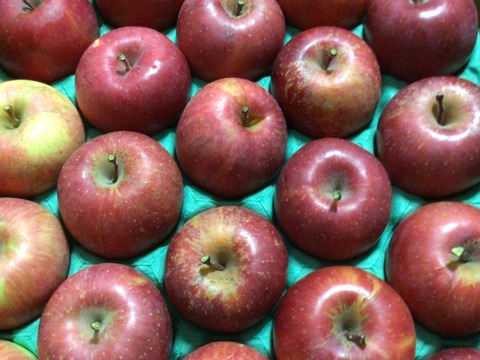 りんごグランプリ2025最高金賞1位🎊  サンふじ 5キロ箱小玉 食べきりサイズ20〜33玉程度 ID56576 長野県 信州 安曇野 リンゴ 幻 予約 希少 旬 甘い