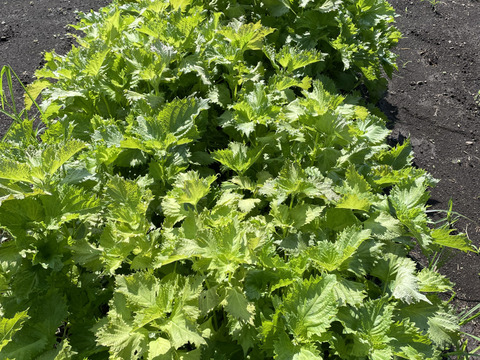 【新春福袋】春野菜セット 農薬不使用の野菜たちです。菜花などの春の葉物野菜を箱いっぱいにお入れしてお送りいたします