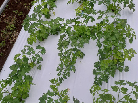 イタリアンパセリ　100g　自然の魔法―腐植が紡ぐ究極のイタリアンパセリ  化学肥料・化学農薬・除草剤不使用　100g