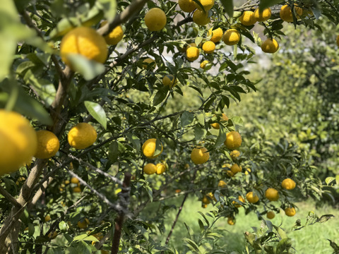 黄金柑（ゴールデンオレンジ）