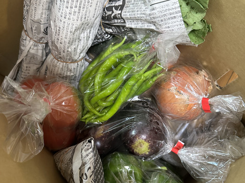 【農薬化学肥料不使用】朝採り！信州伊那谷★旬の野菜セット Mサイズ (金曜発送)