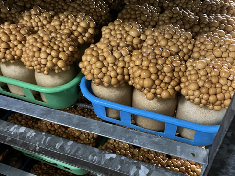 【厳選】歯ごたえと鮮度がちがう！北海道産「株付きなめこ」6株（約1.5kg）