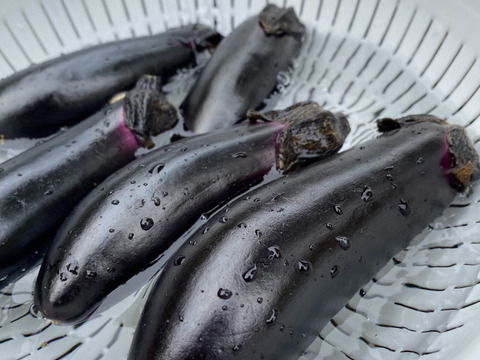 期間限定 夏の高原ナス 2キロ 夏野菜 朝採り なす 茄子(nasu)：新潟県