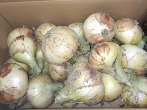 【予約販売！】甘くて新鮮！淡路島新玉ねぎ「いくたま」（5kg箱）