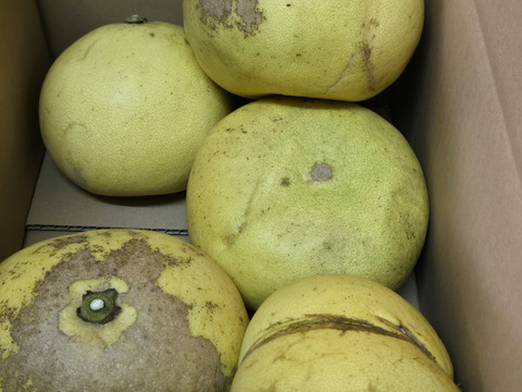 ★訳あり柑橘　完全自然栽培品　晩白柚　（文旦）　ザボン　7玉 5k～