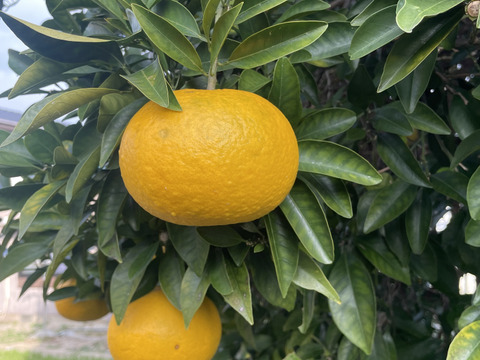 クール便　【北海道など寒冷地発送用】ハッサク(八朔)　箱込み9㎏以上　２Lから４Lサイズ（300ｇ～450ｇ）