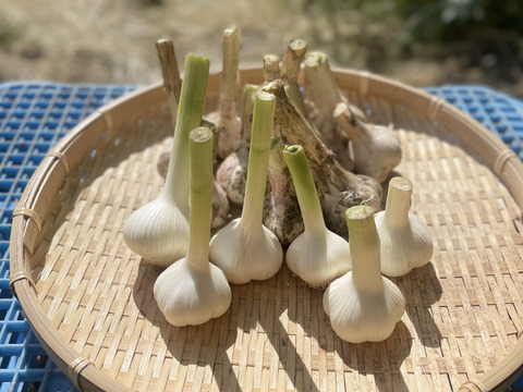 【期間限定】掘りたて！『四国カルスト大野ヶ原産の生にんにく白玉王』サイズは(小から大)土付き 3玉