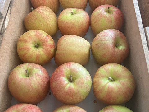 【即日発送】りんご シナノスイート 色薄 訳あり 10kg りんご 甘い  ご家庭用  果物 フルーツ お中元 ギフト リンゴ アップル   おやつ 子供のおやつ 貯蔵 フルーツ