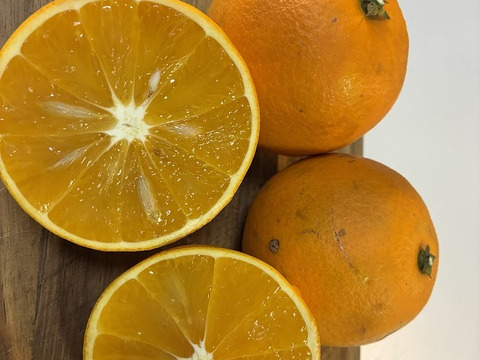 鹿児島県産　早摘みオレンジ！２ｋｇ