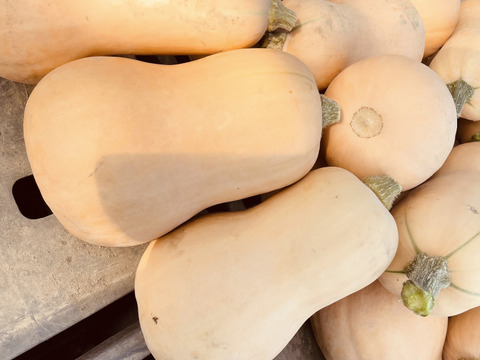 バターナッツカボチャ　無農薬　カボチャ　ハロウィン　野菜　スープ　ロースト ハロウィンの用意は時短で本格的に！レンジで1分20秒、 栄養満点