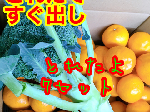 緑の野菜&果物箱 獲れたて直送ブロッコリ&訳ありはるみ蜜柑セット