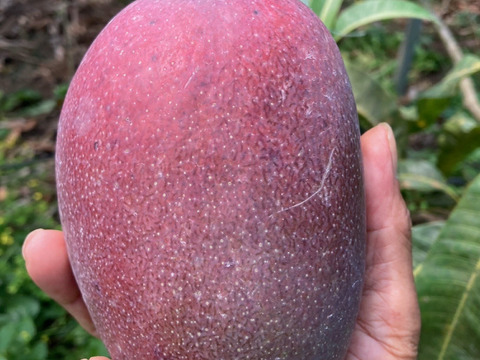 南国の太陽をたっぷり浴びて育ったとろける甘さのアップルマンゴー『アルメゴールド』